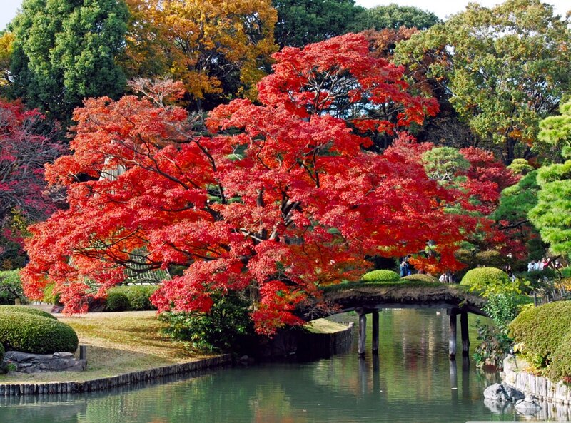 Red Maple Tree in Park — Serene