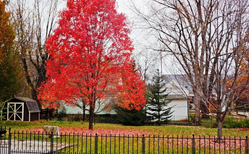 Red Maple Tree in Yard — Calm