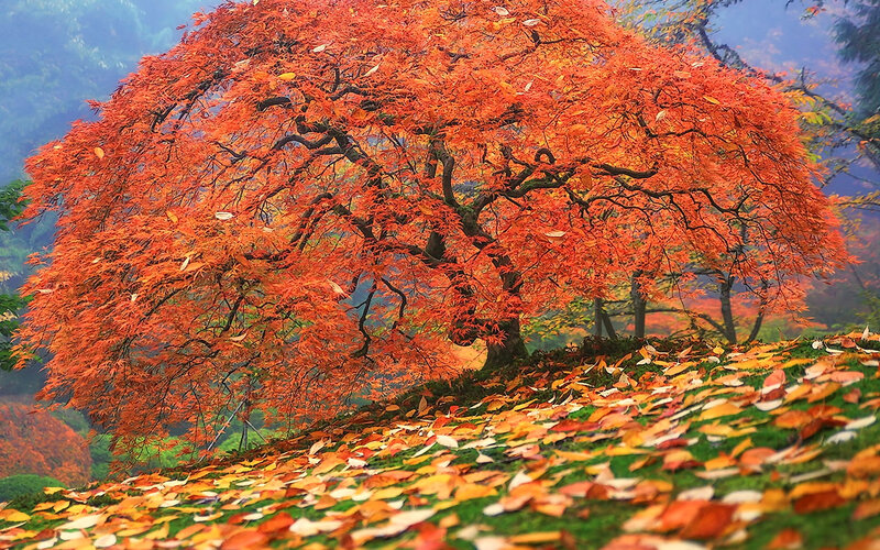 Red Maple Tree — Orange, Serene, Autumn, Photograph