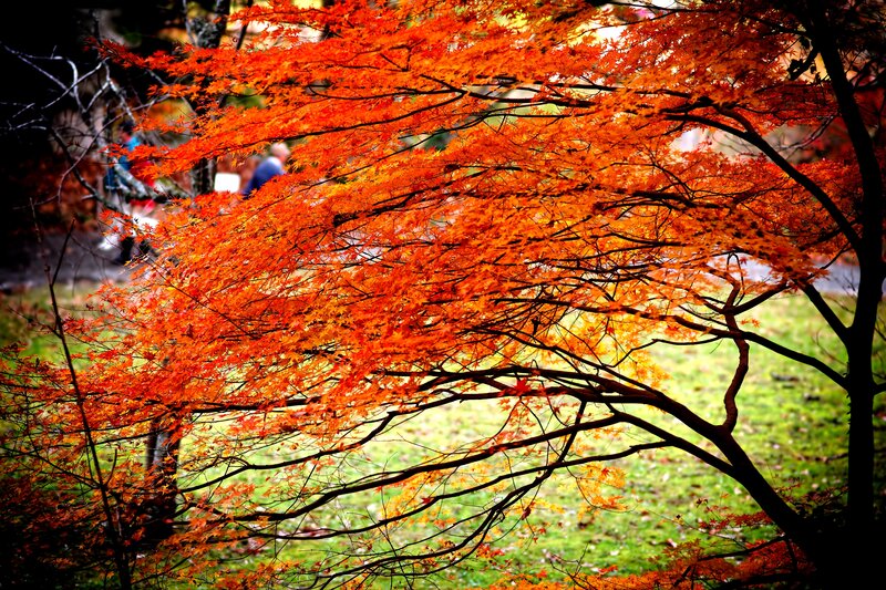 Red Maple Tree — Orange, Serene, Autumn