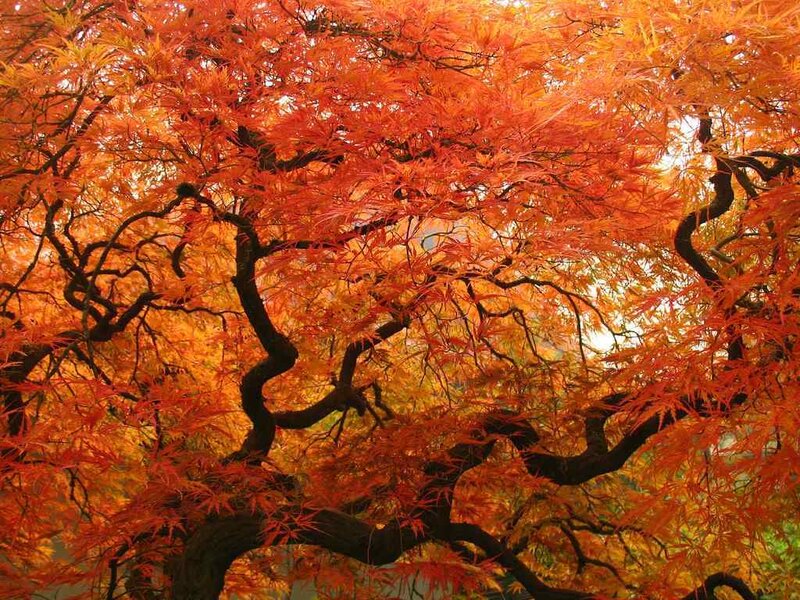 Red Maple Tree — Orange