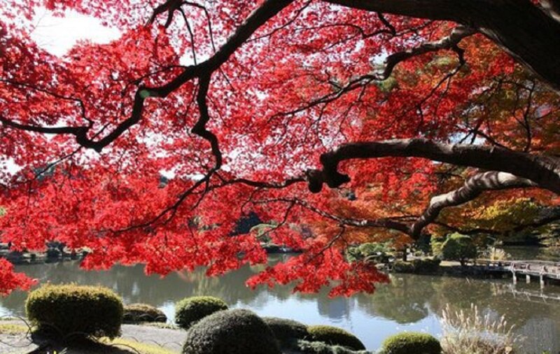 Red Maple Tree over Pond — Serene, Autumn, Photograph