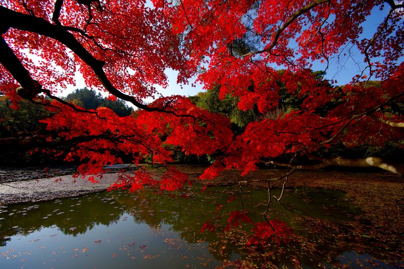 Red Maple Tree over Pond — Serene, Autumn, Photograph, Trees
