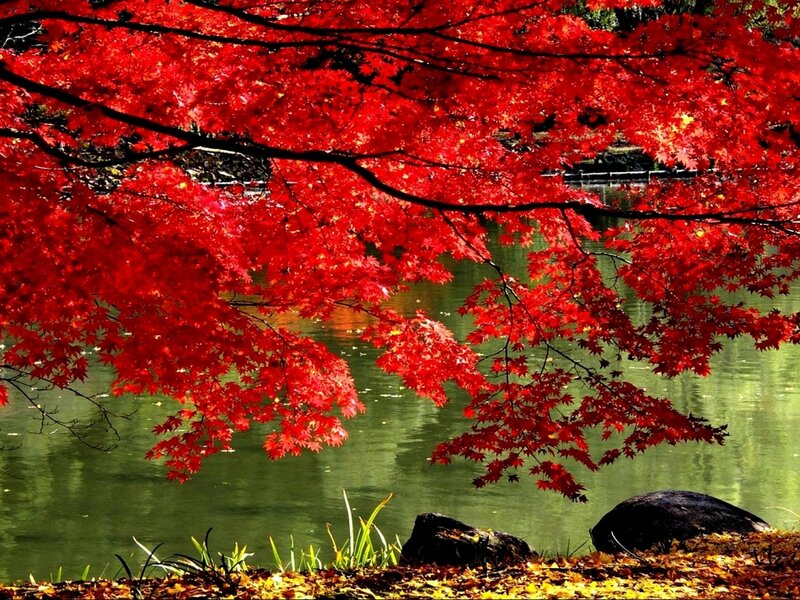 Red Maple Tree over Pond — Serene