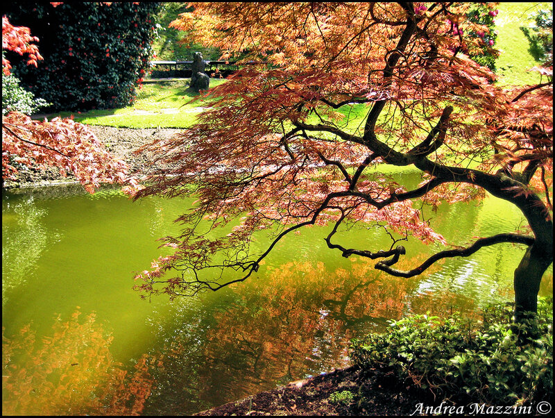 Red Maple Tree over Pond