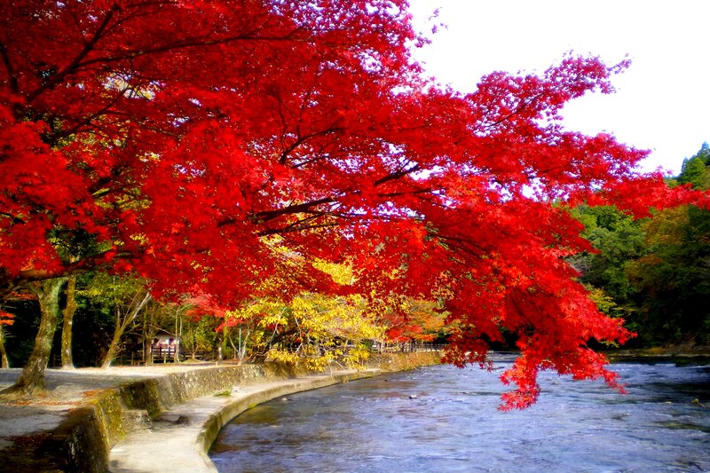 Red Maple Tree over River