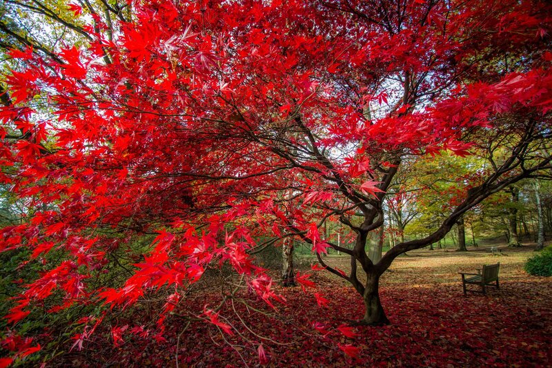 Red Maple Tree — Serene, Autumn, Photograph, Bench, Forest