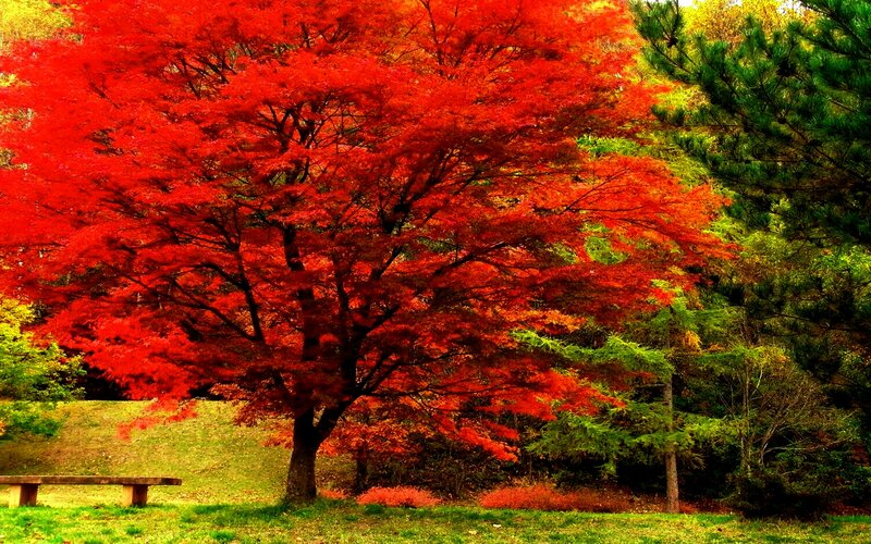 Red Maple Tree — Serene, Autumn, Photograph, Bench
