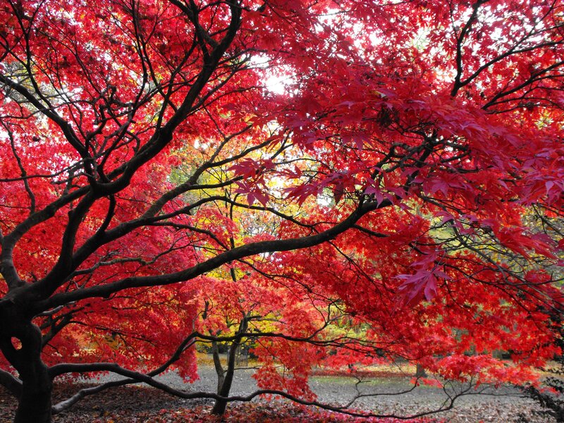 Red Maple Tree — Serene, Autumn, Photograph, Branches