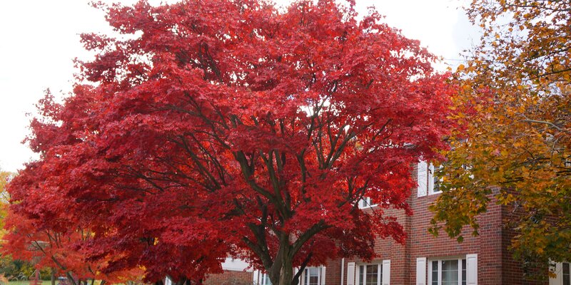 Red Maple Tree — Serene, Autumn, Photograph, Brick Building