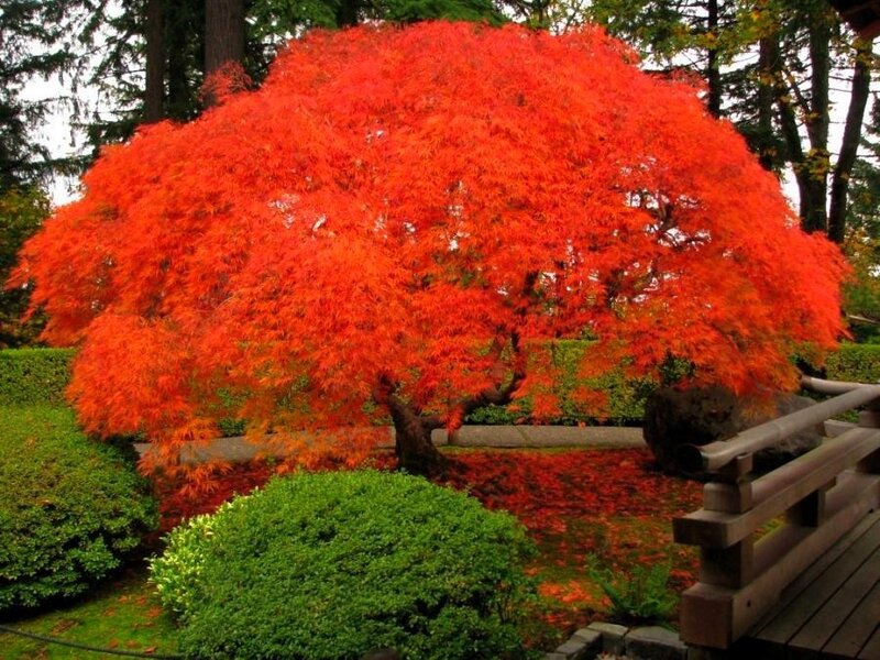 Red Maple Tree — Serene, Autumn, Photograph, Bushes, Bridge