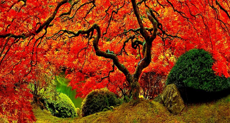 Red Maple Tree — Serene, Autumn, Photograph, Bushes