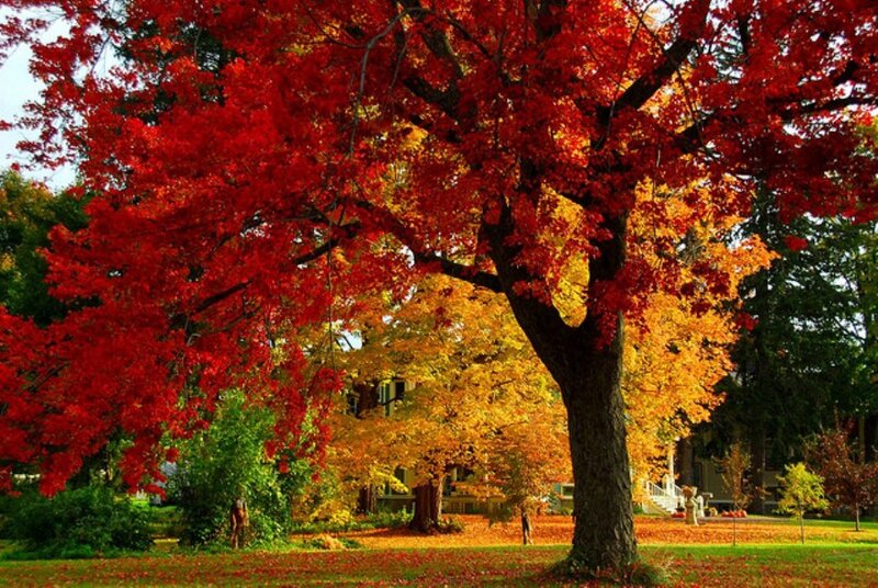 Red Maple Tree — Serene, Autumn, Photograph, Fallen Leaves, House