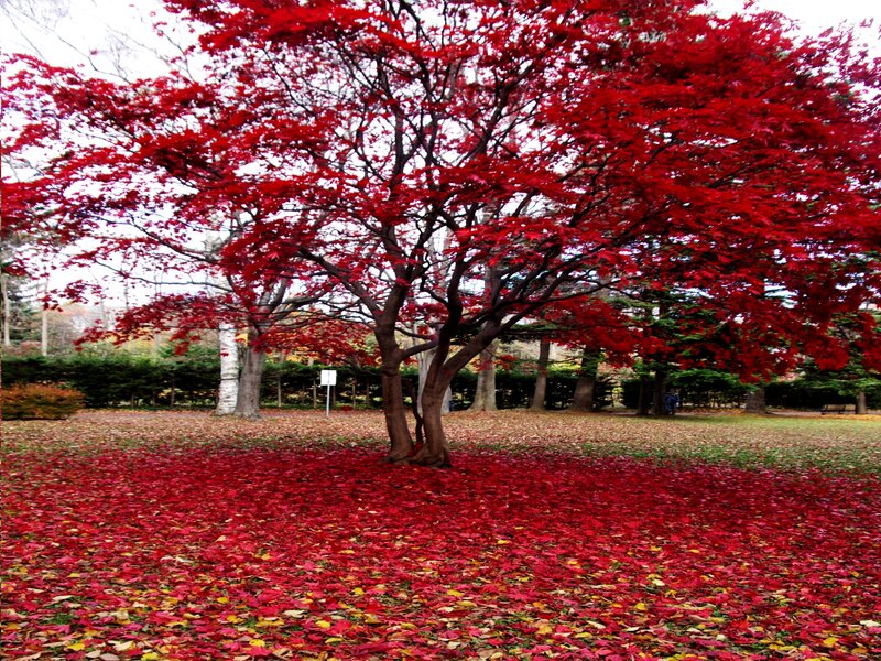 Red Maple Tree — Serene, Autumn, Photograph, Fallen Leaves, Park