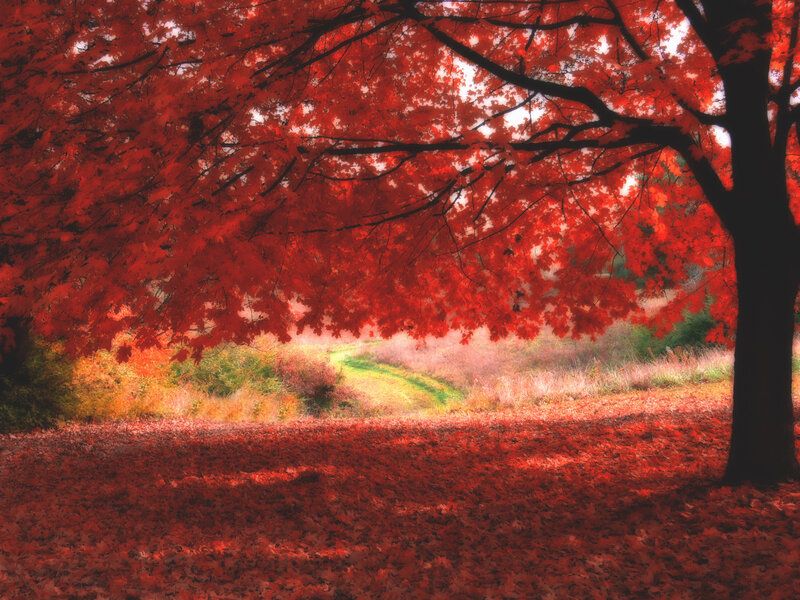 Red Maple Tree — Serene, Autumn, Photograph, Fallen Leaves