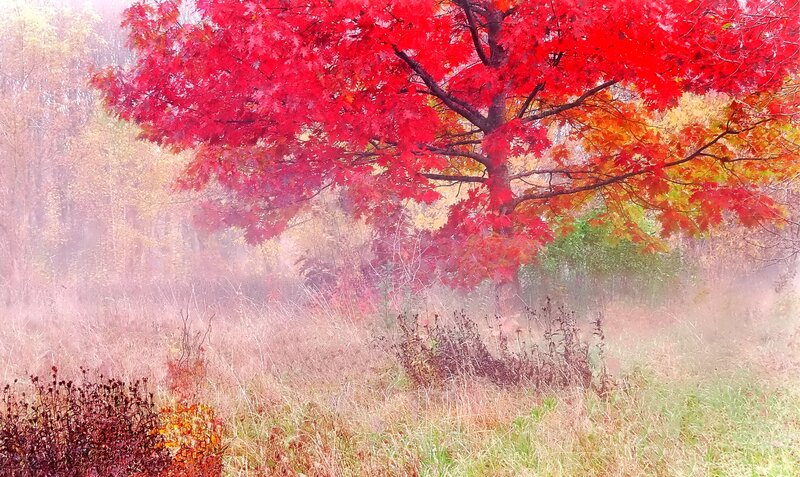 Red Maple Tree — Serene, Autumn, Photograph, Fog, Grass