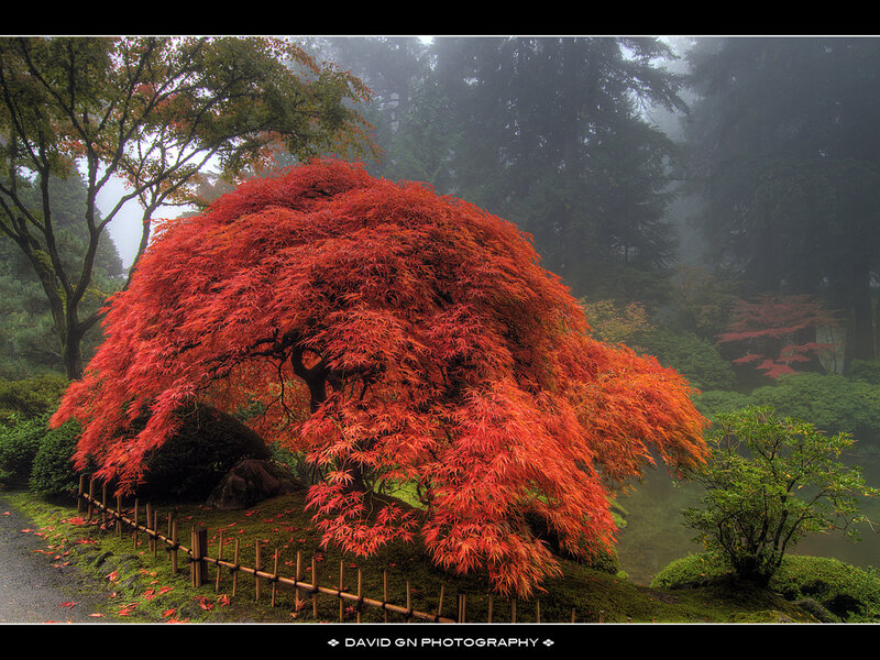 Red Maple Tree — Serene, Autumn, Photograph, Fog