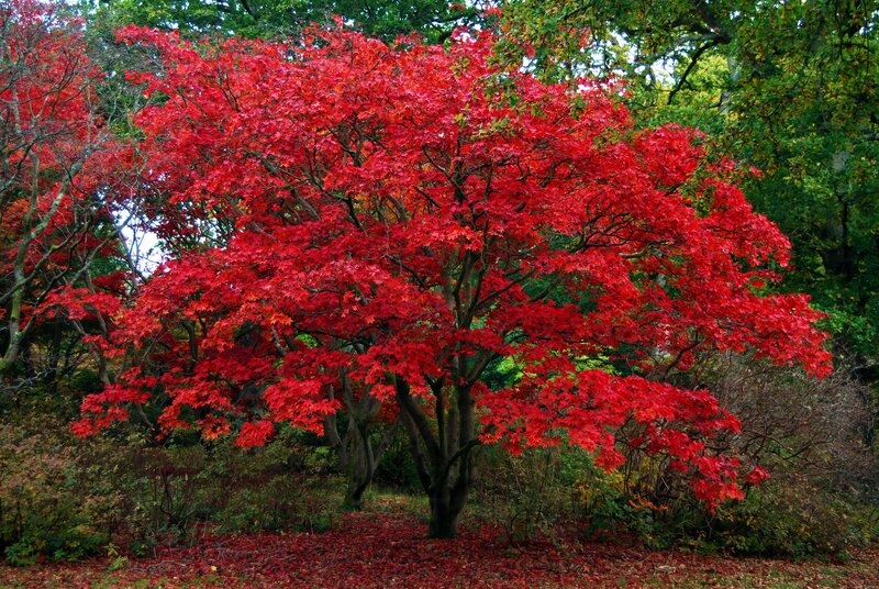 Red Maple Tree — Serene, Autumn, Photograph, Forest, Leaves