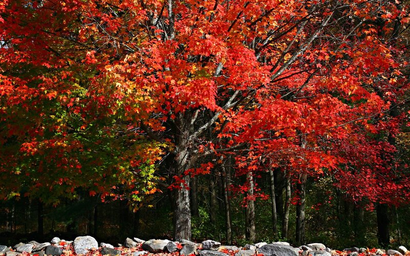 Red Maple Tree — Serene, Autumn, Photograph, Forest, Rocks