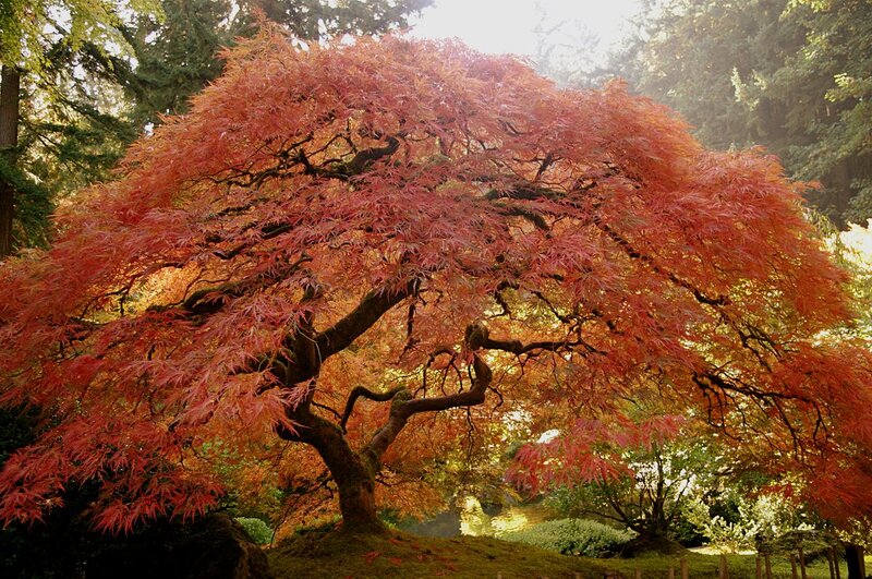 Red Maple Tree — Serene, Autumn, Photograph, Forest
