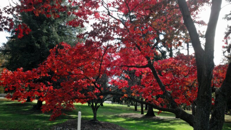 Red Maple Tree — Serene, Autumn, Photograph, Grass, Evergreen Trees