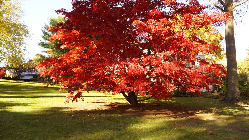 Red Maple Tree — Serene, Autumn, Photograph, Grass, House
