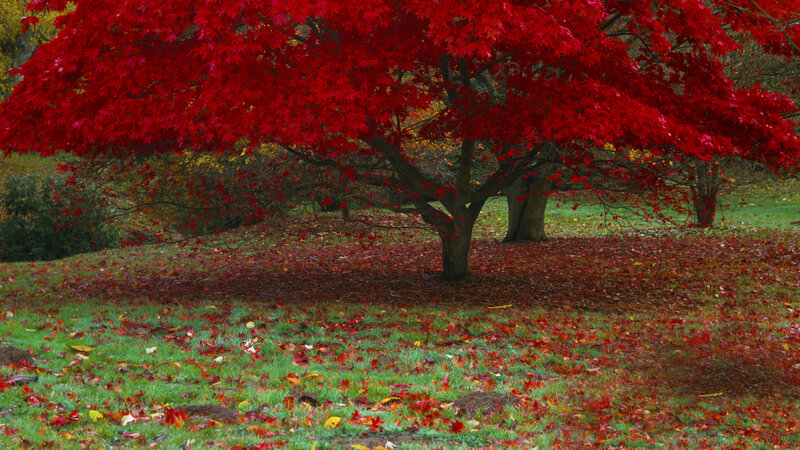 Red Maple Tree — Serene, Autumn, Photograph, Grass, Leaves
