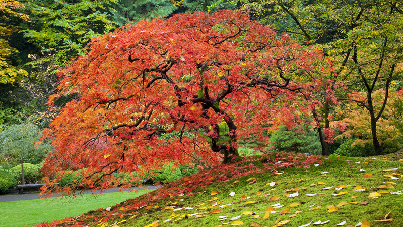 Red Maple Tree — Serene, Autumn, Photograph, Grass