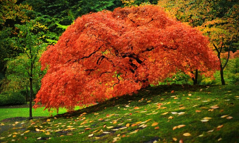 Red Maple Tree — Serene, Autumn, Photograph, Grass, Trees