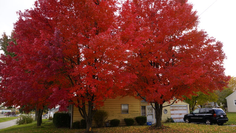 Red Maple Tree — Serene, Autumn, Photograph, House, Car