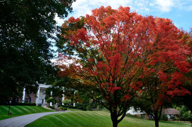 Red Maple Tree — Serene, Autumn, Photograph, House, Lawn
