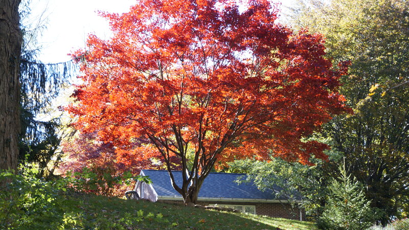 Red Maple Tree — Serene, Autumn, Photograph, House