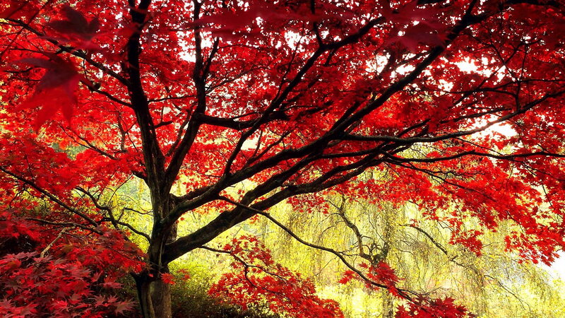 Red Maple Tree — Serene, Autumn, Photograph, Leaves, Branches, Forest