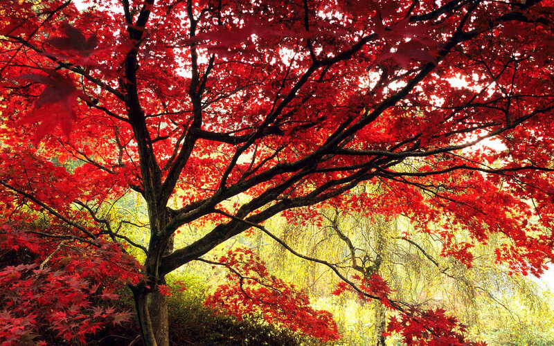 Red Maple Tree — Serene, Autumn, Photograph, Leaves, Branches