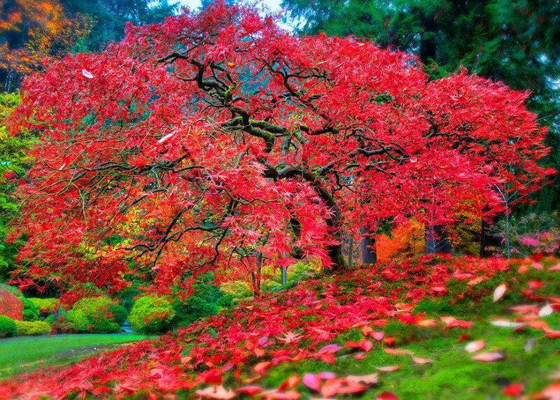Red Maple Tree — Serene, Autumn, Photograph, Leaves, Grass