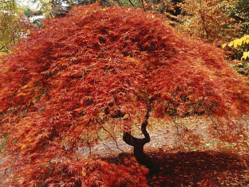 Red Maple Tree — Serene, Autumn, Photograph, Leaves, Ground, Orange