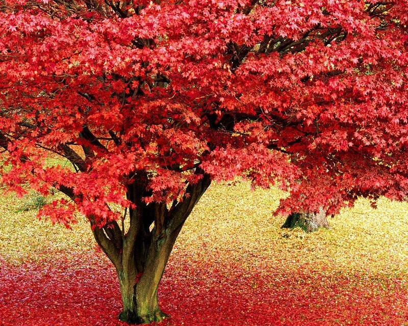 Red Maple Tree — Serene, Autumn, Photograph, Leaves, Ground