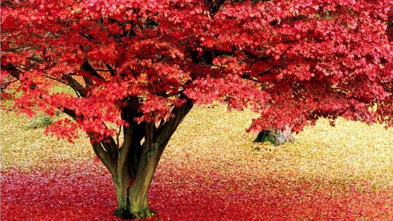 Red Maple Tree — Serene, Autumn, Photograph, Leaves, Ground, Tree Trunk