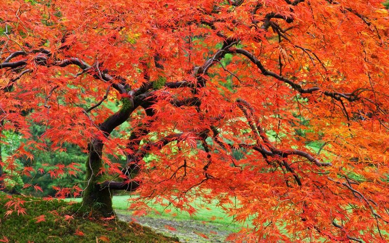 Red Maple Tree — Serene, Autumn, Photograph, Leaves, Moss, Grass