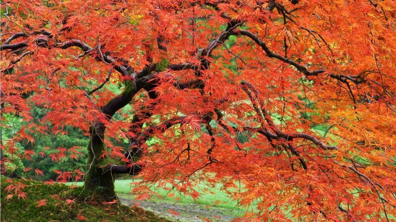 Red Maple Tree — Serene, Autumn, Photograph, Leaves, Moss