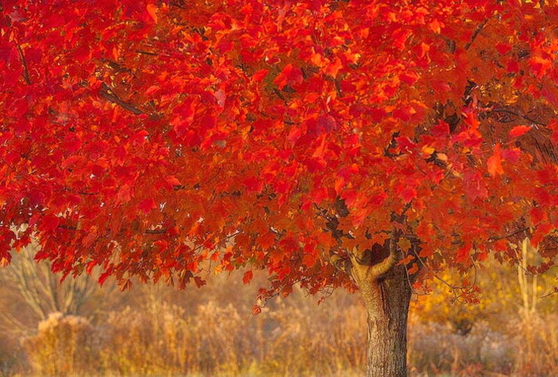 Red Maple Tree — Serene, Autumn, Photograph, Leaves