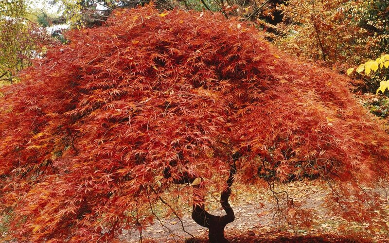 Red Maple Tree — Serene, Autumn, Photograph, Leaves, Tree Trunk