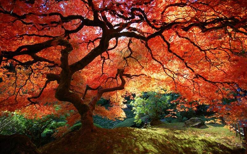 Red Maple Tree — Serene, Autumn, Photograph, Moss, Rocks