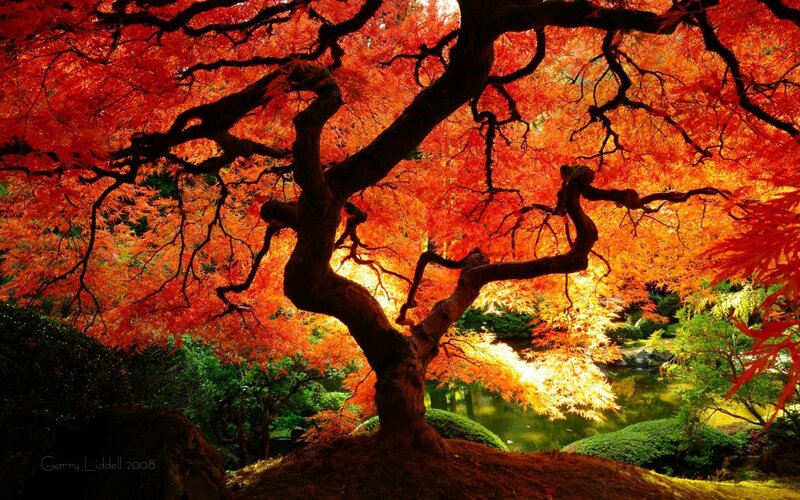 Red Maple Tree — Serene, Autumn, Photograph, Pond, Bushes