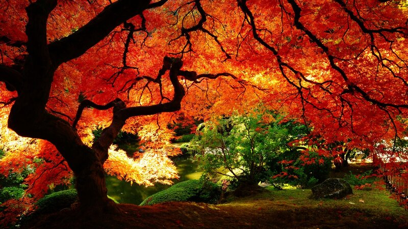 Red Maple Tree — Serene, Autumn, Photograph, Pond, Green Shrubs