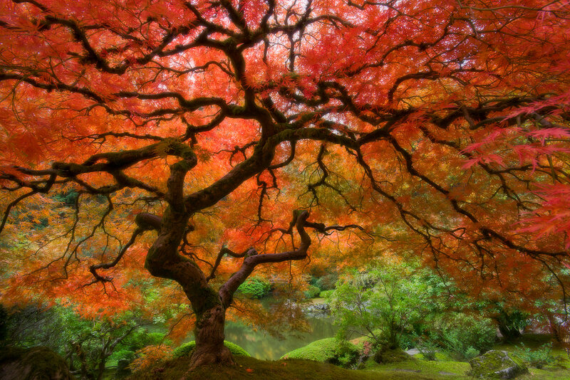 Red Maple Tree — Serene, Autumn, Photograph, Pond, Moss