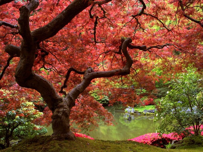 Red Maple Tree — Serene, Autumn, Photograph, Pond