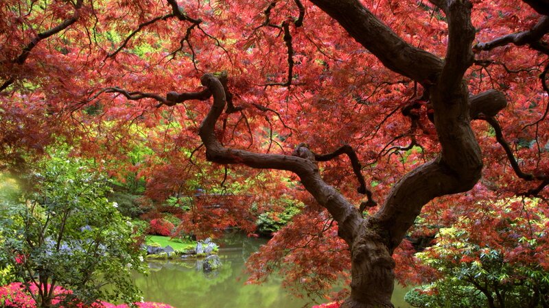 Red Maple Tree — Serene, Autumn, Photograph, Pond, Trees