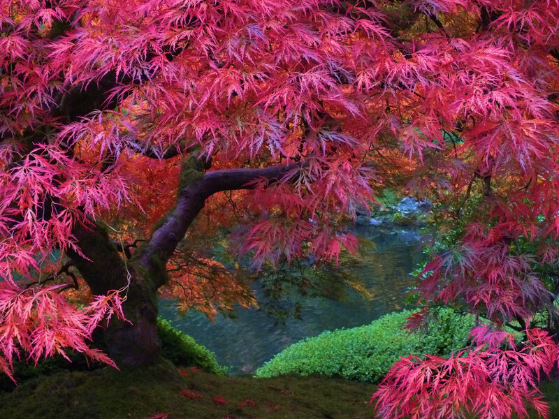 Red Maple Tree — Serene, Autumn, Photograph, River