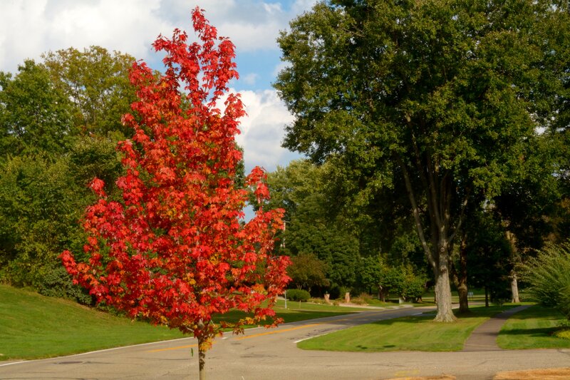 Red Maple Tree — Serene, Autumn, Photograph, Road